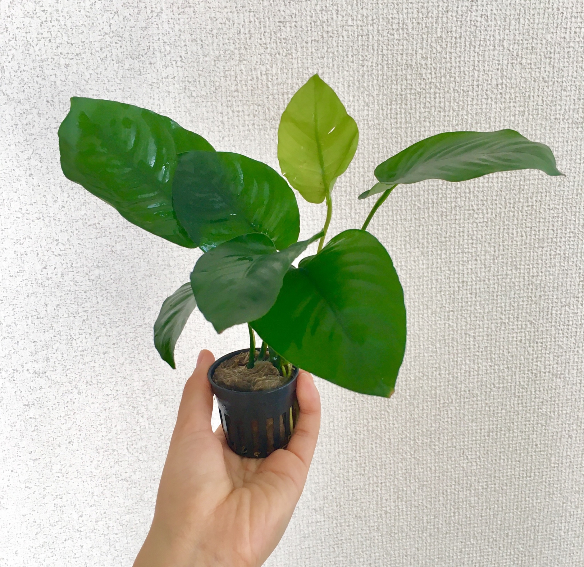 Anubias