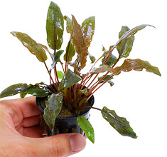 Cryptocoryne