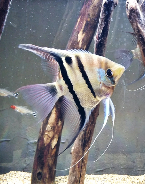 Angelfish