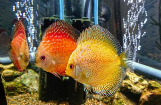 Discus