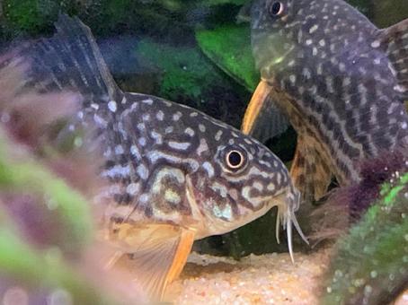 Corydoras