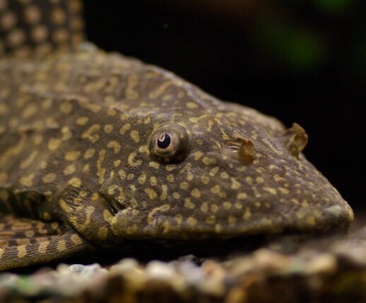 Pleco